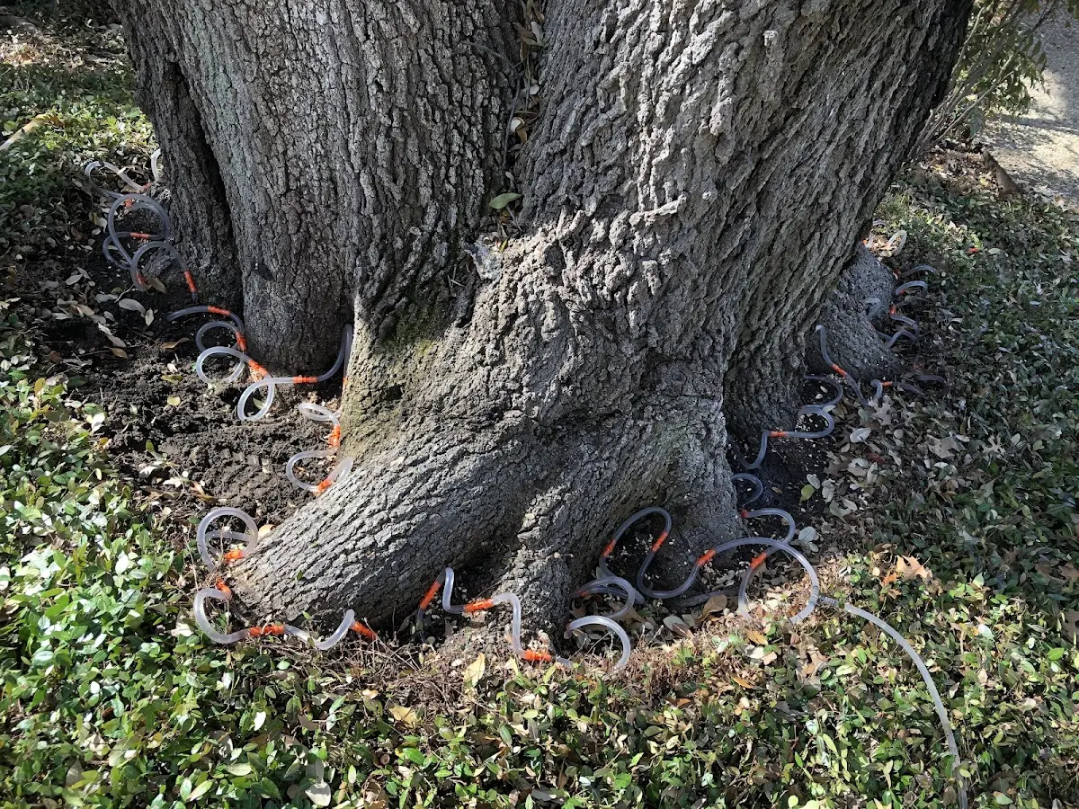 Detailed Tree Cabling and Bracing job site in Pennsboro