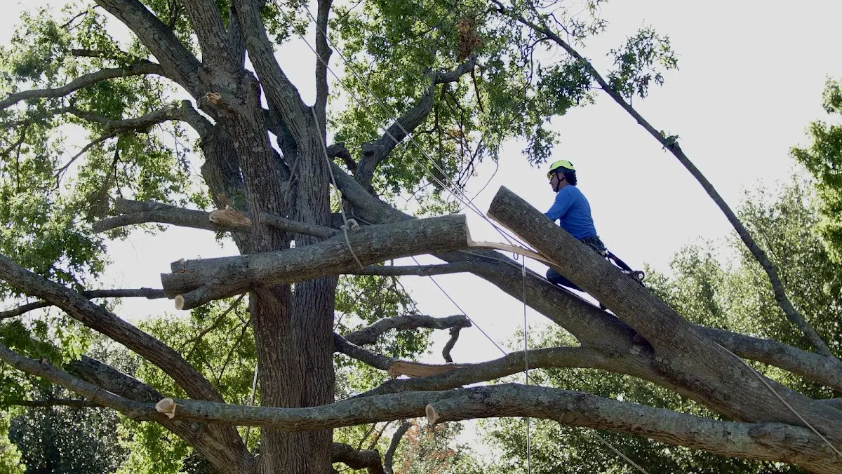 Professional Hazardous Tree Removal performed by certified arborists in Pennsboro